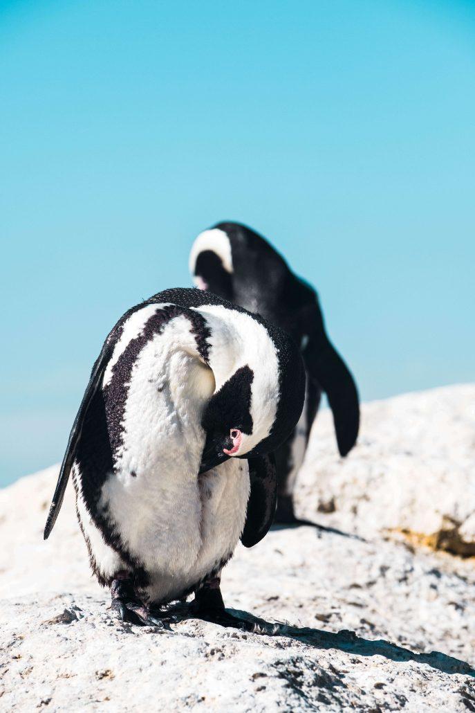 Cape Town Boulder’s Beach