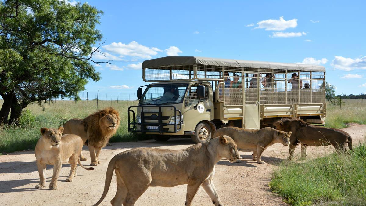 Johannesburg Lion & Safari Park
